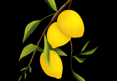 51网在线观看新手攻略：粉丝经济暴击